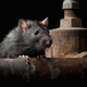 Illustration for article titled Hero Rats in Cambodia Are Saving Lives By Sniffing Out Land Mines